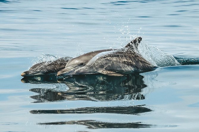 Cruise with Dolphins in Byron Bay - Who this cruise suits best in Byron Bay