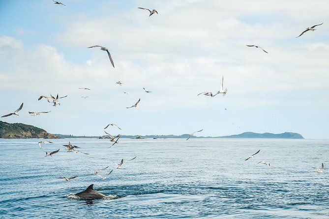Cruise with Dolphins in Byron Bay - Should you book the dolphin cruise from Ballina?