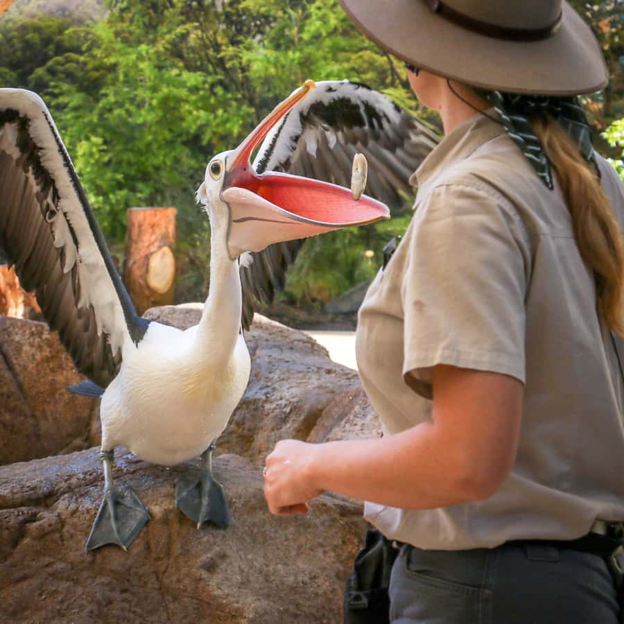 Currumbin Wildlife Sanctuary Entry Ticket - Key things to know before you go