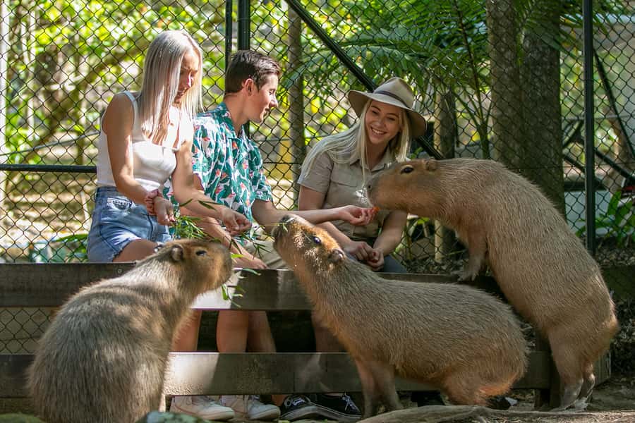 Currumbin Wildlife Sanctuary Entry Ticket - Animal encounters that are more than photos