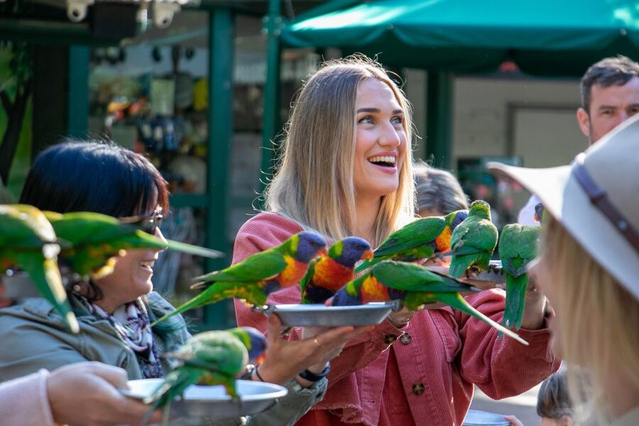 Currumbin Wildlife Sanctuary Entry Ticket - Wild Skies Free Flight Bird Show: why native birds steal the show