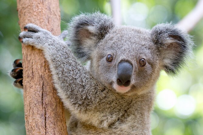 Currumbin Wildlife Sanctuary General Entry Ticket - Key Things You’ll Notice Before You Go