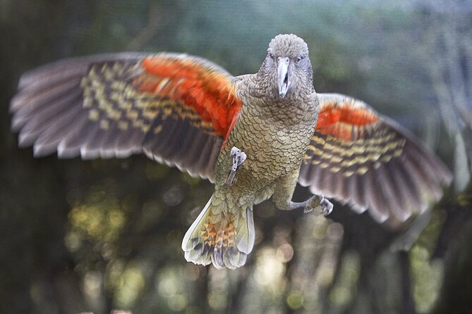 Cutta Cutta Caves Nature Park Guided Tours - Price and Value: Why $32.28 Can Make Sense