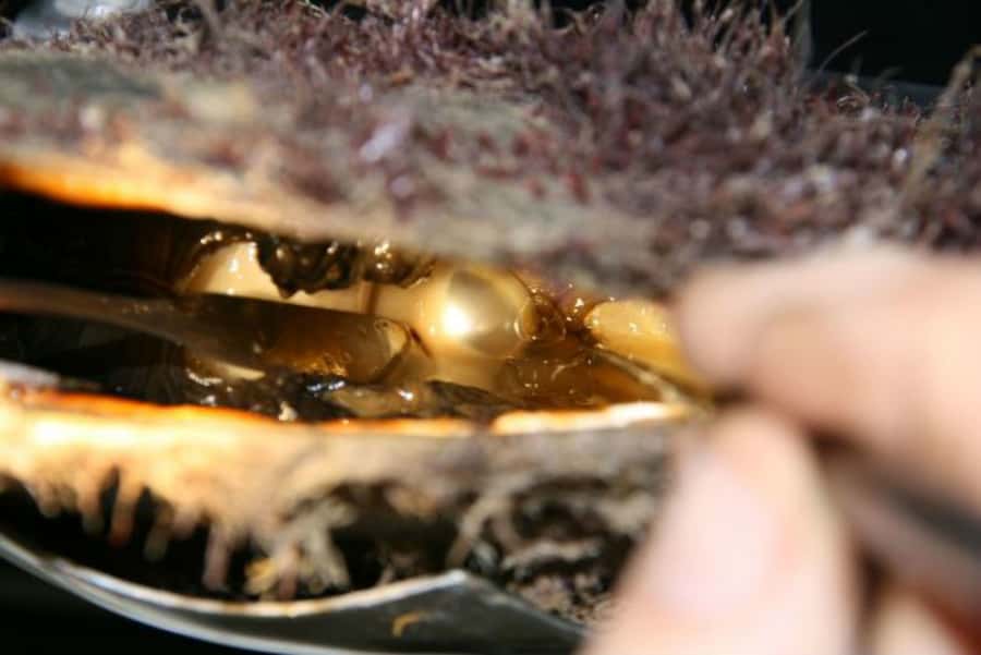 Cygnet Bay Pearl Farm Behind-the-Scenes Tour & Live Harvest - Cygnet Bay Pearl Farm and the rare chance to see real pearling