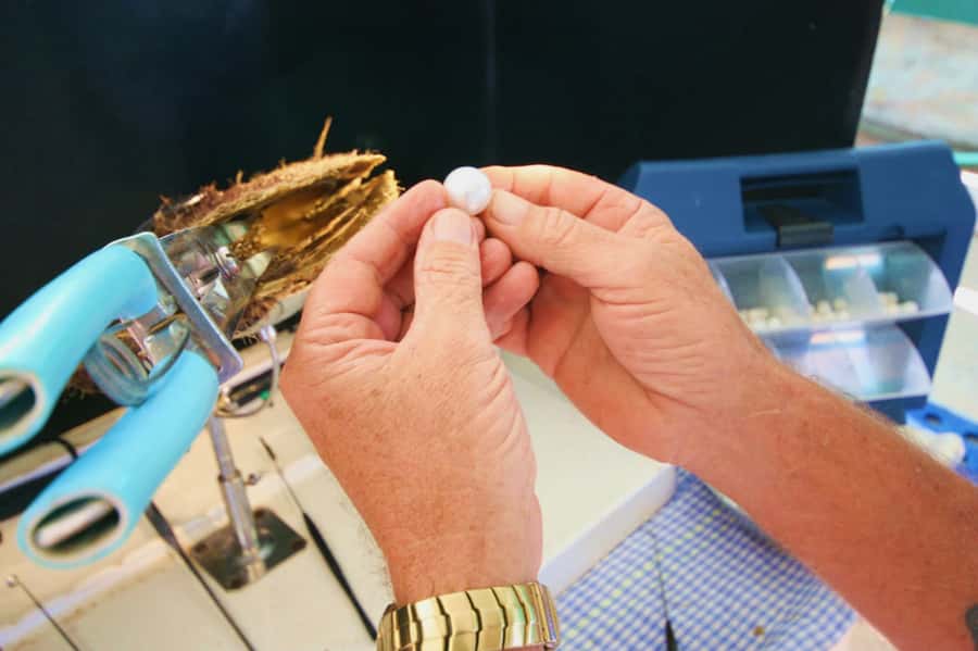 Cygnet Bay Pearl Farm Behind-the-Scenes Tour & Live Harvest - The live harvest: what to pay attention to