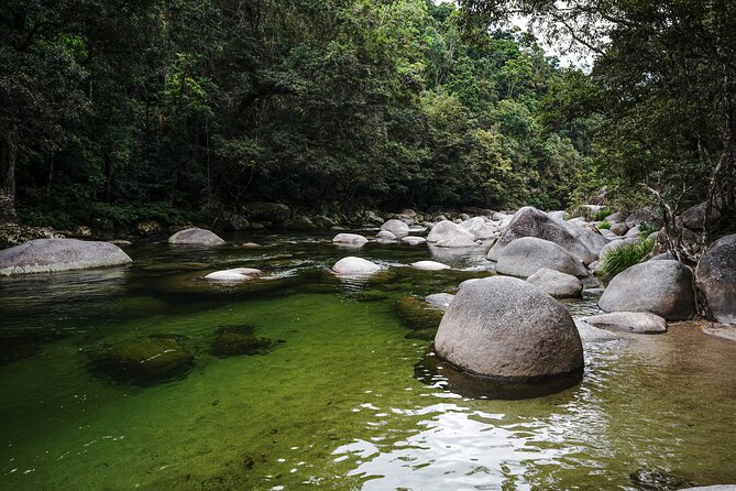 Daintree, Cape Tribulation & River Cruise from Port Douglas - Daintree River wildlife cruise: crocs without the guesswork