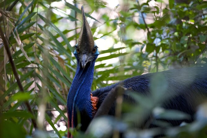 Daintree, Cape Tribulation & River Cruise from Port Douglas - Mossman Gorge Cultural Centre: where the guide sets the tone