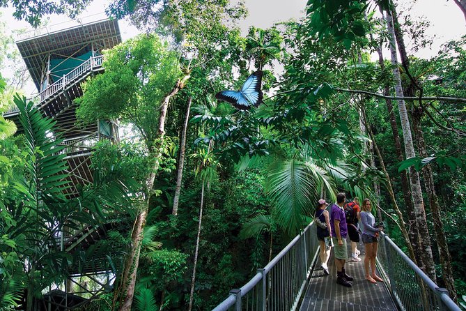 Daintree Discovery Centre Single Pass - Quick hits before you go