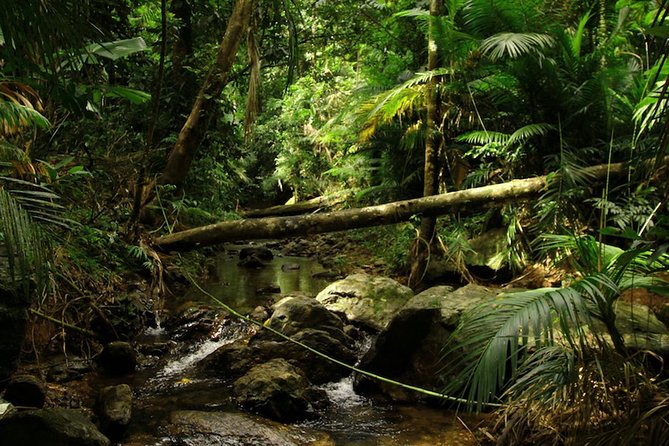 Daintree Discovery Centre Single Pass - Price and value: Why $29.41 can make sense