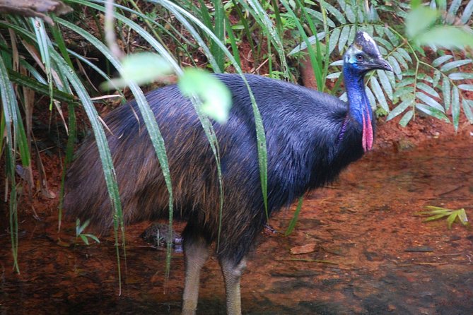 Daintree Discovery Centre Single Pass - Weather, service animals, and who should go