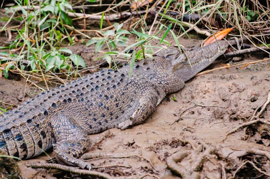 Daintree: Guided Daintree River Wildlife Cruise - Key highlights I’d plan around