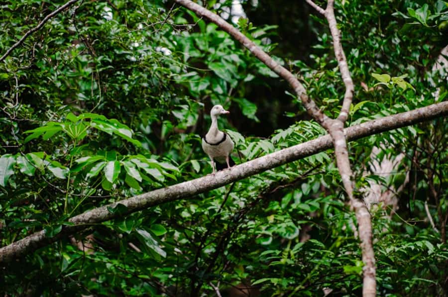 Daintree: Guided Daintree River Wildlife Cruise - Why the Daintree River cruise feels different from a generic boat tour