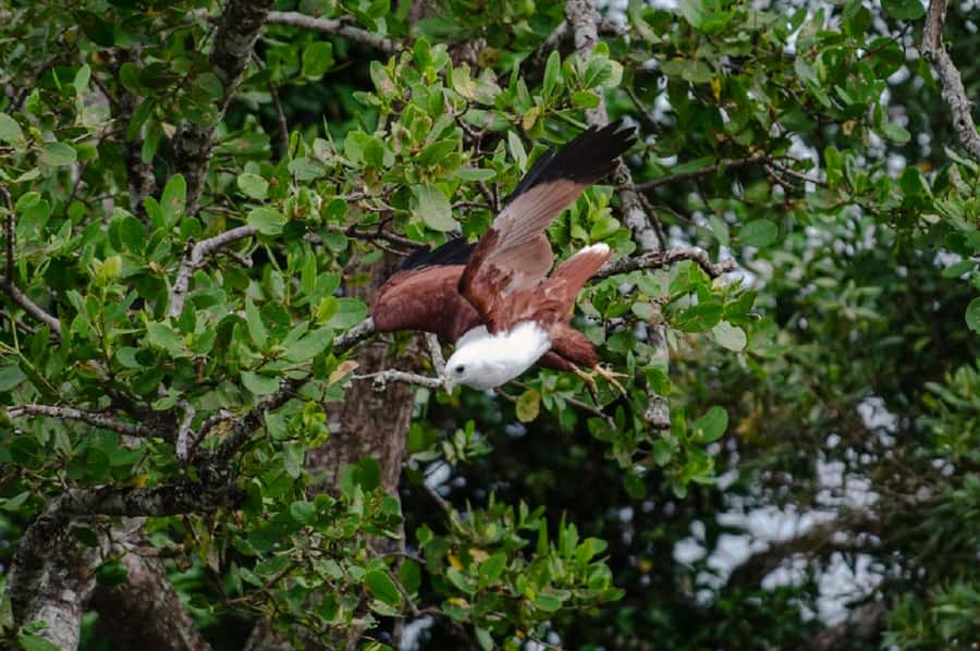 Daintree: Guided Daintree River Wildlife Cruise - The 1-hour cruise: boat time that actually fits a day plan