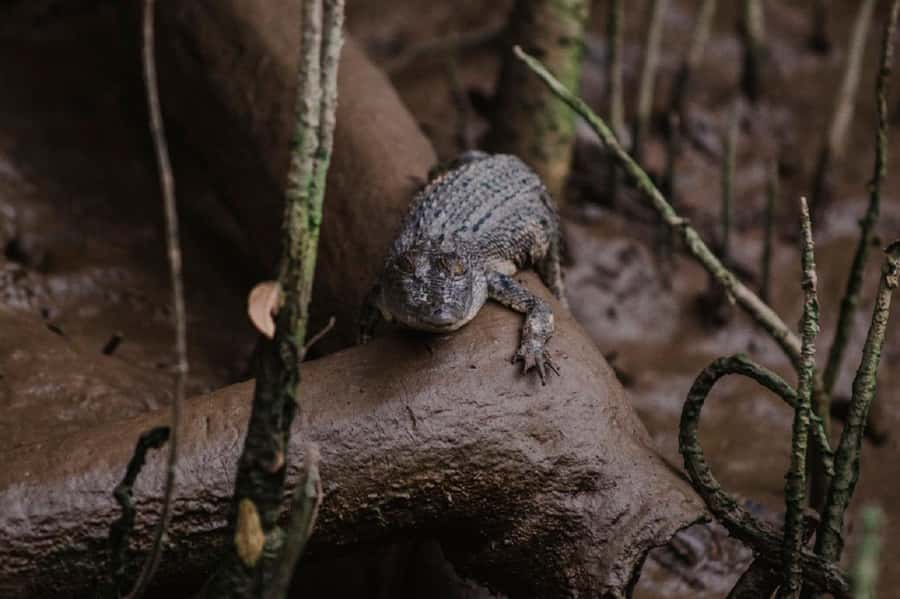 Daintree: Guided Daintree River Wildlife Cruise - Crocodile spotting reality check: worth it even if you miss the big one