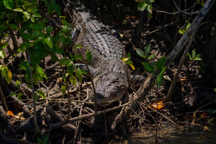 Daintree: Guided Daintree River Wildlife Cruise - Price and value: $28 for a guided Daintree River wildlife cruise