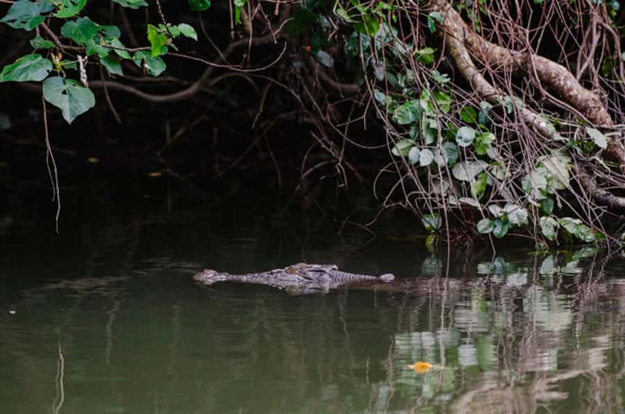Daintree: Guided Daintree River Wildlife Cruise - Bruce Belcher & Son Daintree River Cruises and the private wildlife boutique welcome