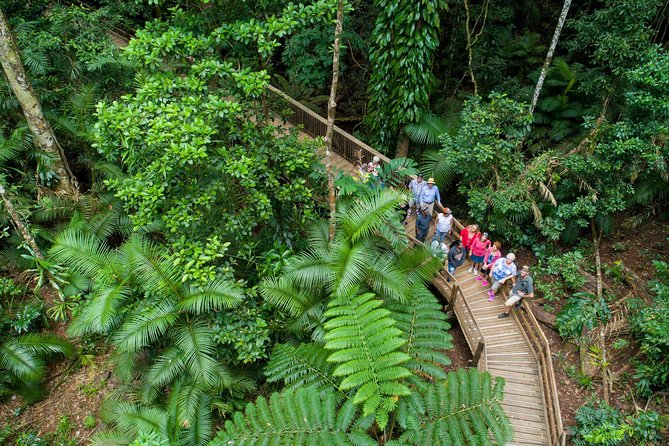 Daintree Rainforest and Cape Tribulation Full Day Tour - Key things to know before you go