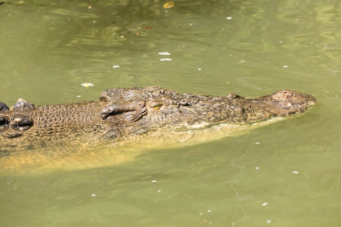 Daintree Rainforest and Cape Tribulation Full Day Tour - Rainforest Boardwalk Time in Daintree National Park
