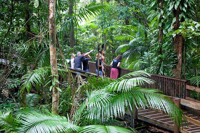 Daintree Rainforest and Mossman Gorge: Full Day Tour - Key things I’d watch for