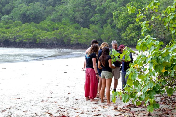 Daintree Rainforest and Mossman Gorge: Full Day Tour - Mt. Alexandra Lookout and the Rainforest Meets the Reef Idea