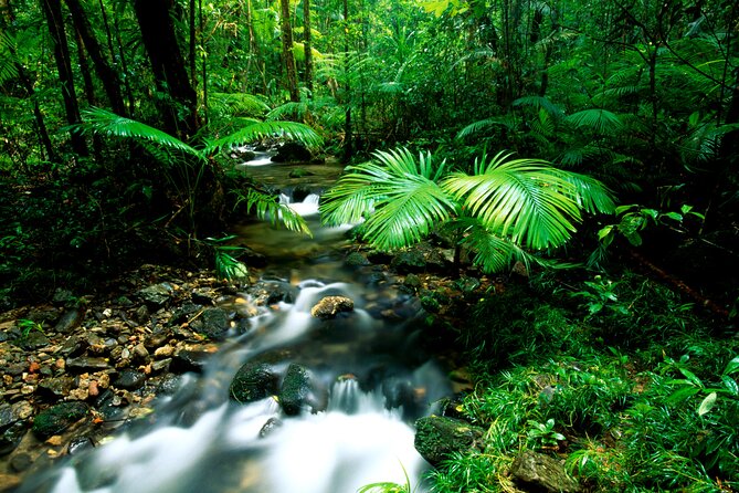 Daintree Rainforest, Mossman Gorge Small-Group from Port Douglas - Price and Value: What $190.07 Covers, and Why It Can Still Be Worth It
