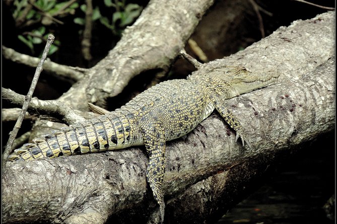 Daintree Rainforest, Mossman Gorge Small-Group from Port Douglas - Guide-Led Storytelling: The Part Reviews Keep Circling Back To