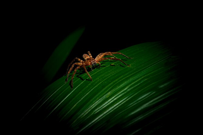 Daintree Rainforest Night Walk in Cape Tribulation - Key Highlights You Will Actually Care About