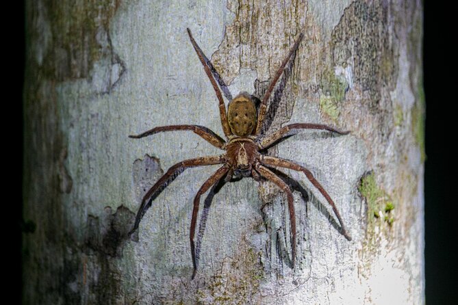 Daintree Rainforest Night Walk in Cape Tribulation - Night in the Daintree, Where the Dark Becomes a Feature