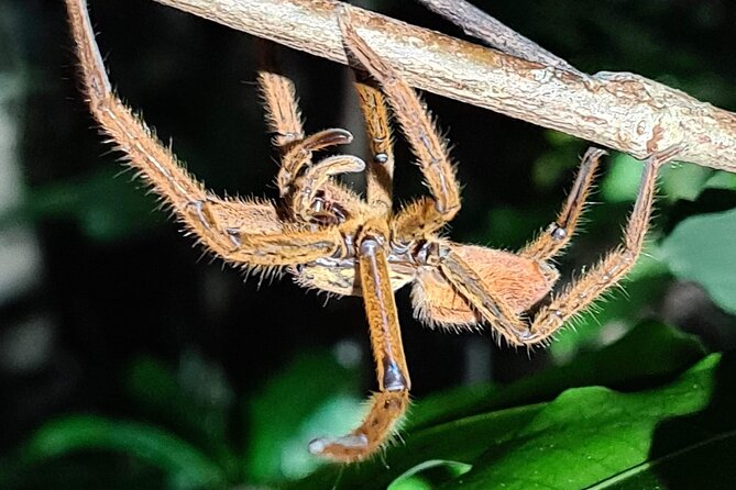 Daintree Rainforest Night Walk in Cape Tribulation - The 1 hour 30 minutes Walk: What the Night Trail Is Like