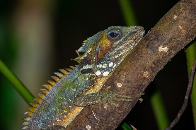 Daintree Rainforest Night Walk in Cape Tribulation - Stop 1: Daintree After Dark, and Why That First Part Sets the Tone
