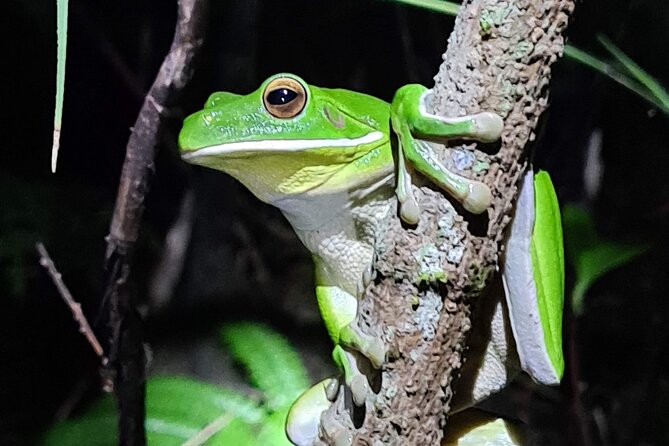 Daintree Rainforest Night Walk in Cape Tribulation - Why Local Guides Like Kane, Jason, and Cain Change Everything