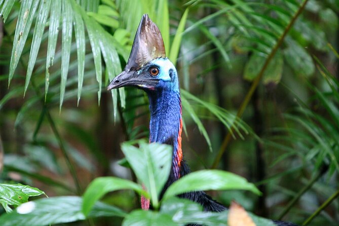 Daintree Rainforest Night Walk in Cape Tribulation - How Group Size and Pace Affect Your Sightings