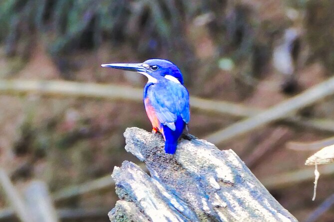 Daintree River Cruise - Key Highlights You Should Know Before You Go