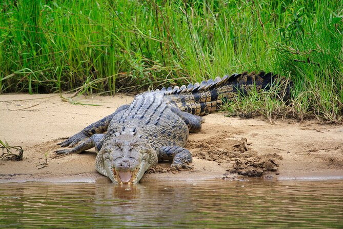 Daintree River Cruise - Crocodiles, Birds, and the Reality of Wildlife Conditions