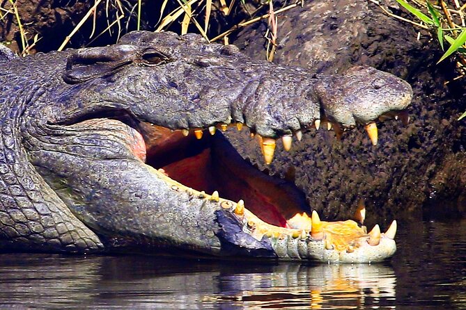 Daintree River Cruise - Who This Cruise Is Best For