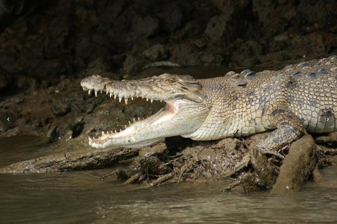 Daintree River Cruise - Practical Tips to Make Your Hour Go Smoothly