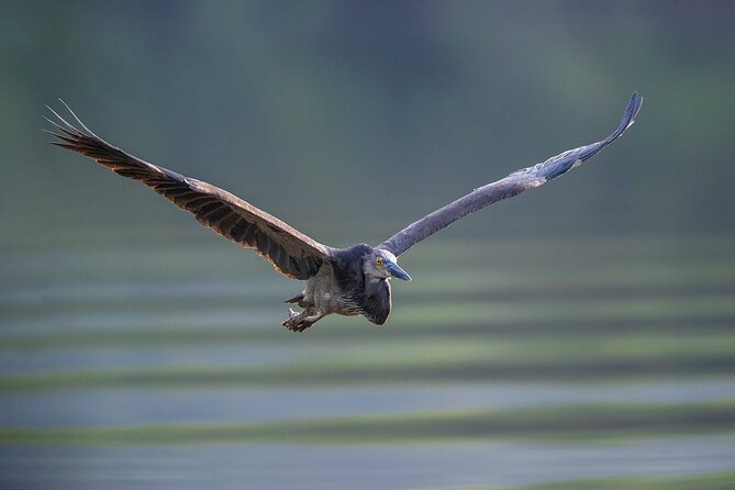 Daintree River 'Dawn' Cruise with the Daintree Boatman - Birds, photos, and the dawn soundscape you will actually notice