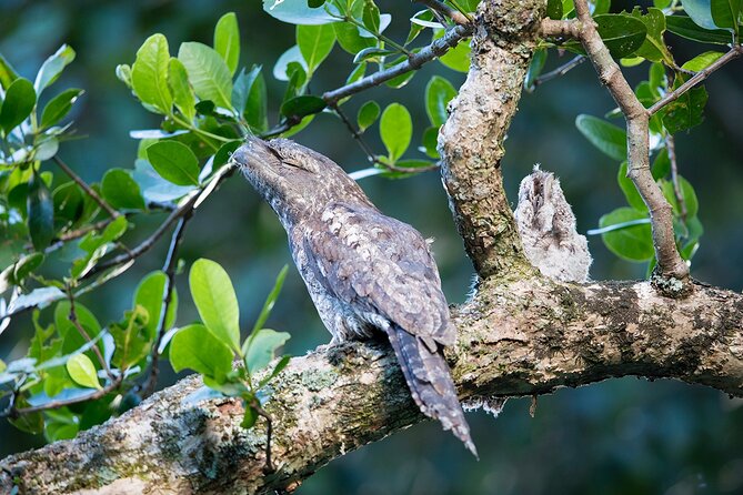 Daintree River 'Dawn' Cruise with the Daintree Boatman - Price and value: what you get for about $51 per person