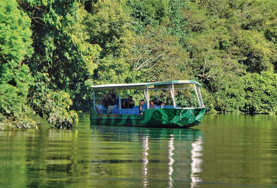 Daintree: River Rainforest Crocodile & Wildlife Cruise (DV) - Catching the Daintree River Right at the Waterline