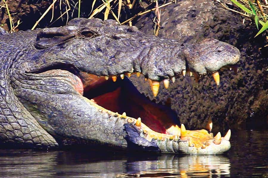 Daintree: River Rainforest Crocodile & Wildlife Cruise (DV) - Lower Daintree From Ferry Gateway: Mangroves and the Best Ecosystem Focus
