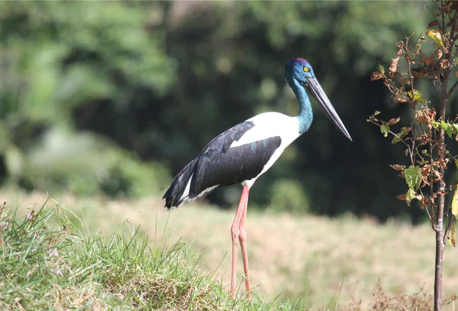 Daintree: River Rainforest Crocodile & Wildlife Cruise (DV) - The One-Hour Rhythm: What You’ll Actually Do on the Boat
