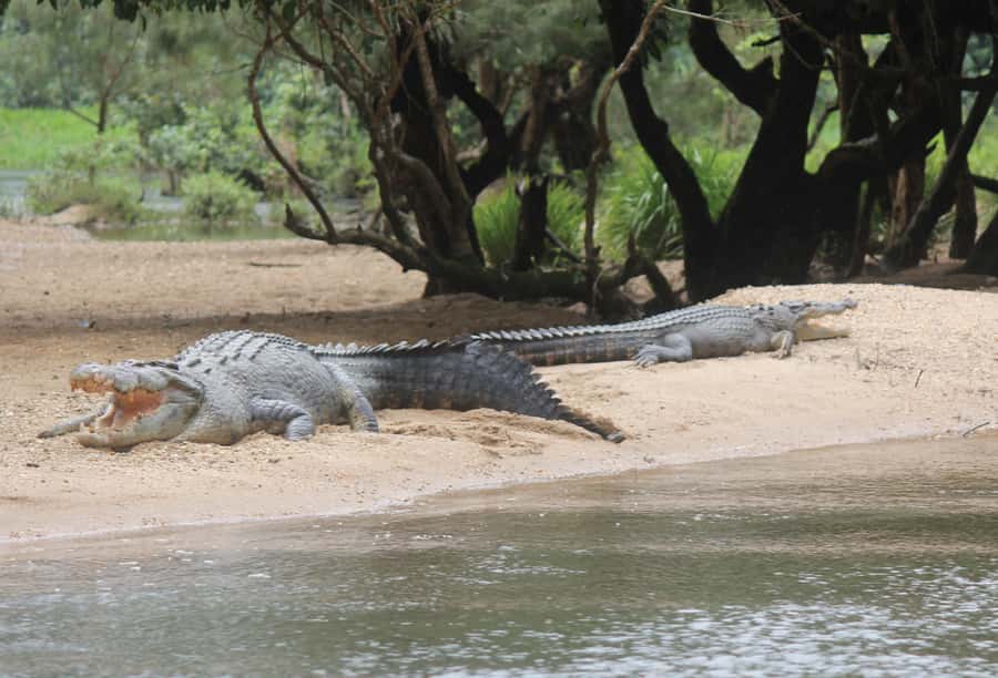 Daintree: River Rainforest Crocodile & Wildlife Cruise (DV) - Price and Value for Money: Why This Pass Can Be a Smart Buy