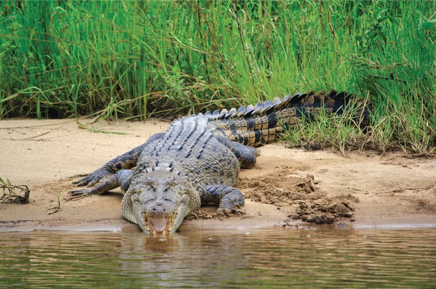 Daintree: River Rainforest Crocodile & Wildlife Cruise (DV) - Check In at Crocodile Express Shop, Then Set Yourself Up for a Good Hour