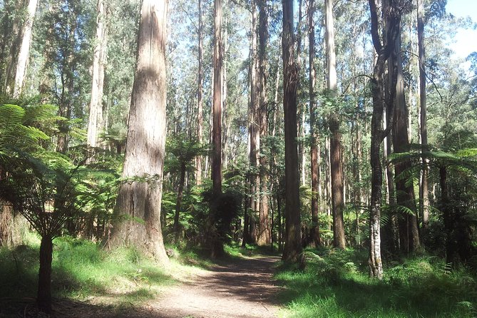 Dandenong Ranges Private Day Tour - Key highlights worth planning for