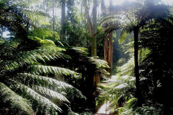 Dandenong Ranges Private Day Tour - Old-growth breathing at Dandenong Ranges National Park
