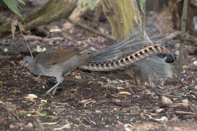 Dandenong Ranges Private Day Tour - How the guide makes or breaks the day
