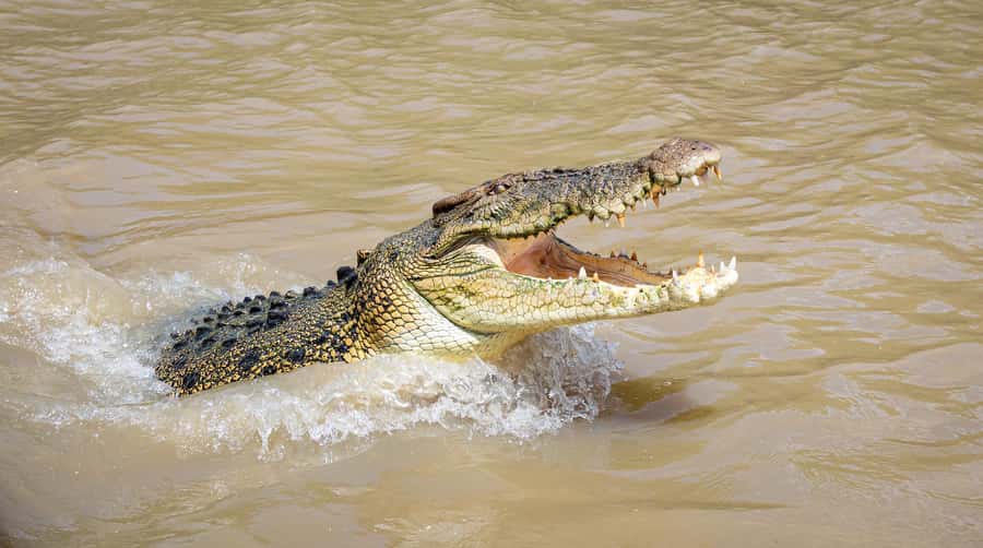 Darwin: Adelaide River Cruises, Jumping Crocodile Experience - Key things I’d circle on your radar