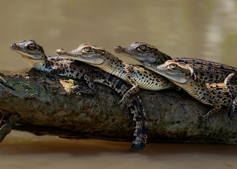 Darwin: Adelaide River Cruises, Jumping Crocodile Experience - Croc Watching With Teeth: Brutus, Dominator, and the Adelaide River Pull