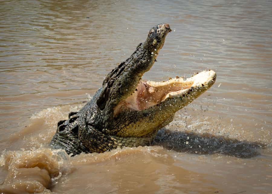 Darwin: Adelaide River Cruises, Jumping Crocodile Experience - What You Will Spot From the Boat: Crocs, Birds, and River Life