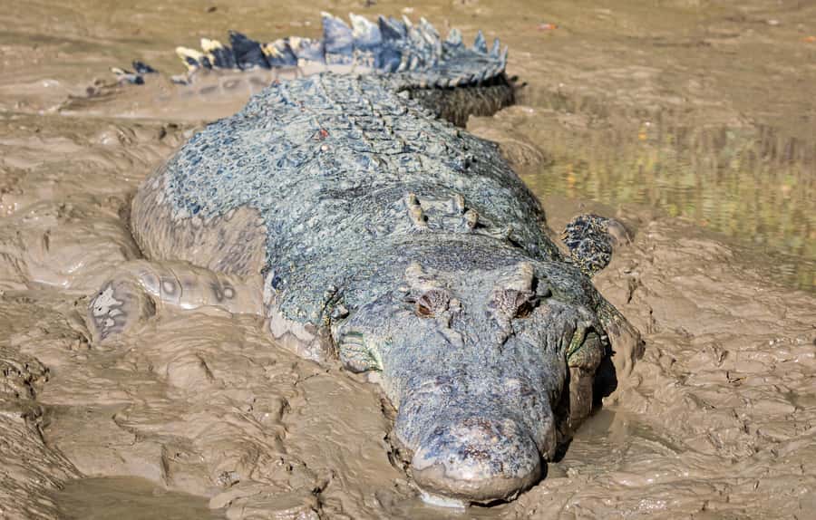 Darwin: Adelaide River Cruises, Jumping Crocodile Experience - Feeding Areas and the Jumping Action: Why This Feels So Intimate